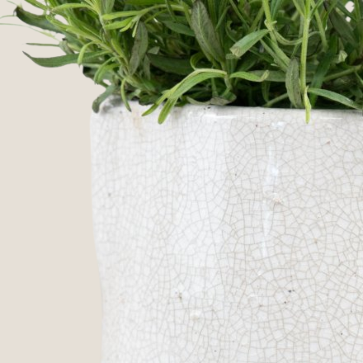 Jolee Cream Jug Vase